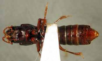 Media type: image;   Entomology 27494 Aspect: habitus ventral view